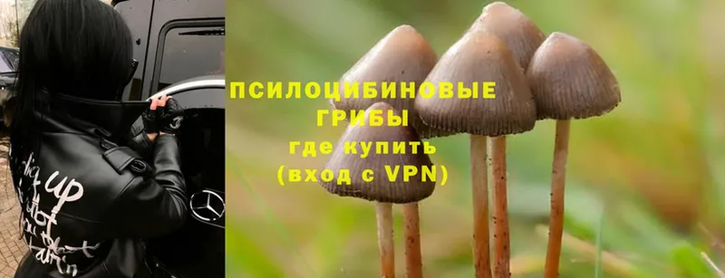 МЕГА вход  Калачинск  Псилоцибиновые грибы Cubensis 